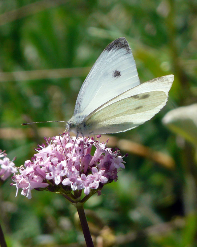 Pieris da identificare